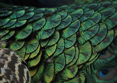 Peacock Feathers