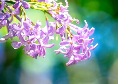 Stunning Lilac Flowers