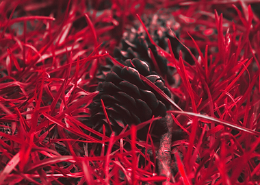 Pinecone
