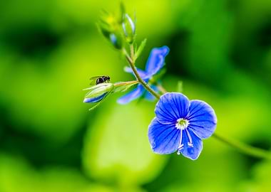 Wildflower And A Fly