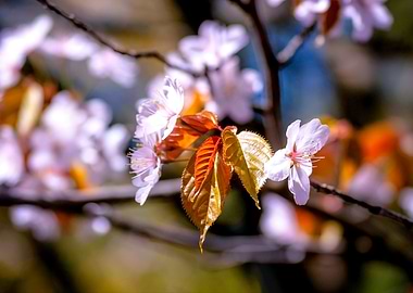 Beautiful Sakura Flowers