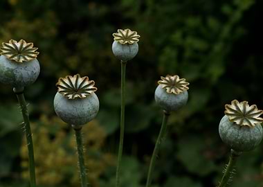 Opium Poppy