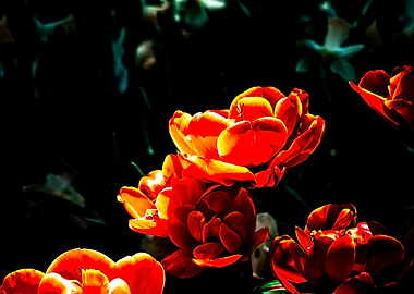 Beautiful Parrot Tulips