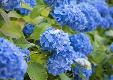 Temple Hydrangeas