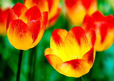 Chic Red And Yellow Tulips