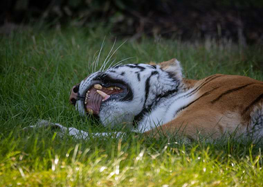 Lazy Tiger
