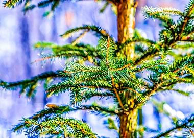 A Young Spruce Tree