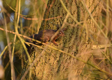 Squirrel in the Trees