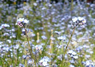 forgetmenots flowers