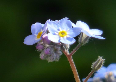 forgetmenot macro