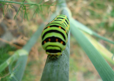 Upclose Macro Caterpillar