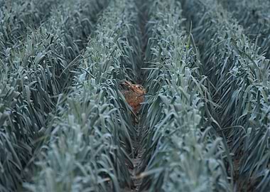 Brown Hare in field