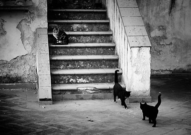 Cats on a stair
