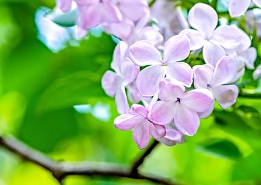 Young Lilac Flower