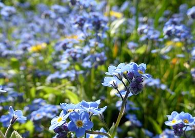 blue flowers in bloom