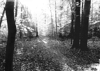 Platinotype forest
