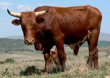 Red Afrikaner bull