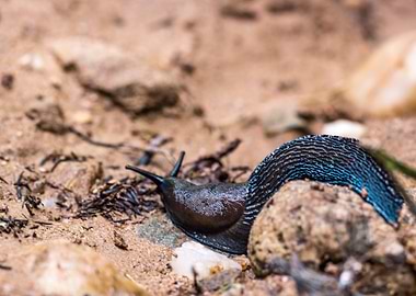 Blue Limax