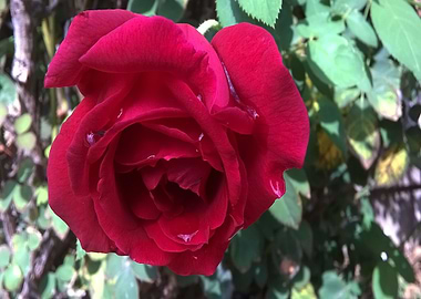 Beautiful Red Rose