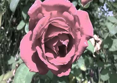 Rose Colored Flowers