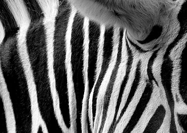 Zebra Stripes