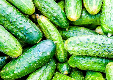Shades Of Green Cucumbers