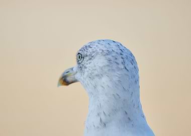 Seagull