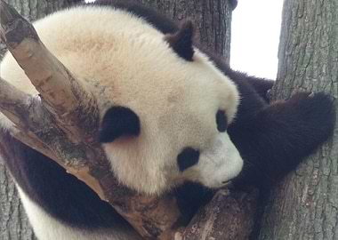 Giant Panda