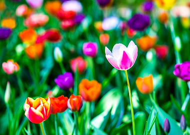 Tulip White And Violet