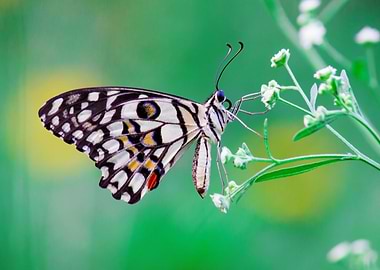 Lime Butterfly