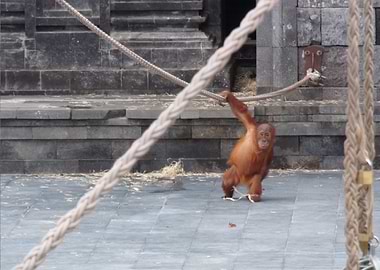 Orangutan