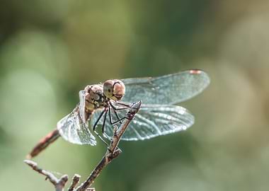 Bokeh Dragonfly 2