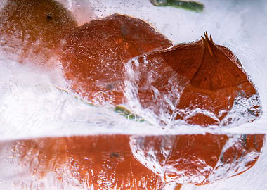 Physalis in ice 2