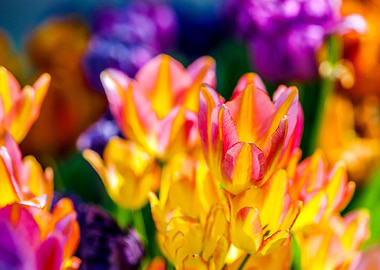 Tulips Color Festival