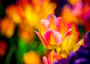 Tulips Color Festival