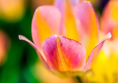 Tulips Color Festival