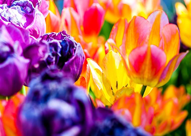 Tulips Color Festival