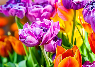 Tulips Color Festival