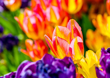 Tulips Color Festival