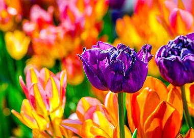 Tulips Color Festival
