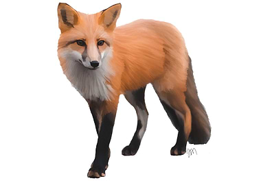 Fox Portrait