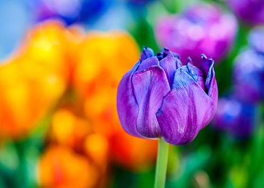 Tulips Color Festival