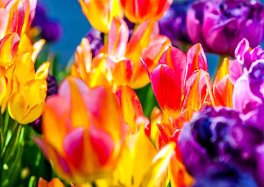 Tulips Color Festival