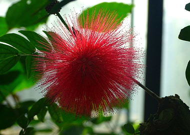 Red Hairy Flower