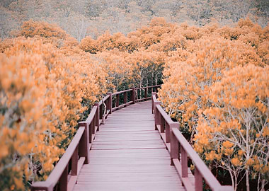 Wooden bridge