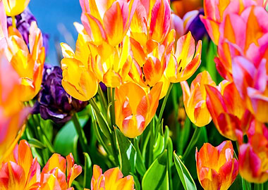 Tulips Color Festival