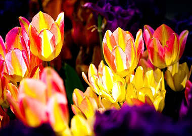 Tulips Color Festival