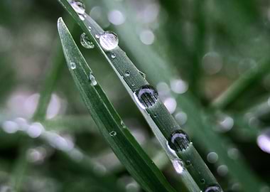 Morning Dew 2