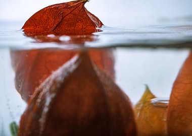 Physalis in ice 1