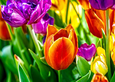 Tulips Color Festival